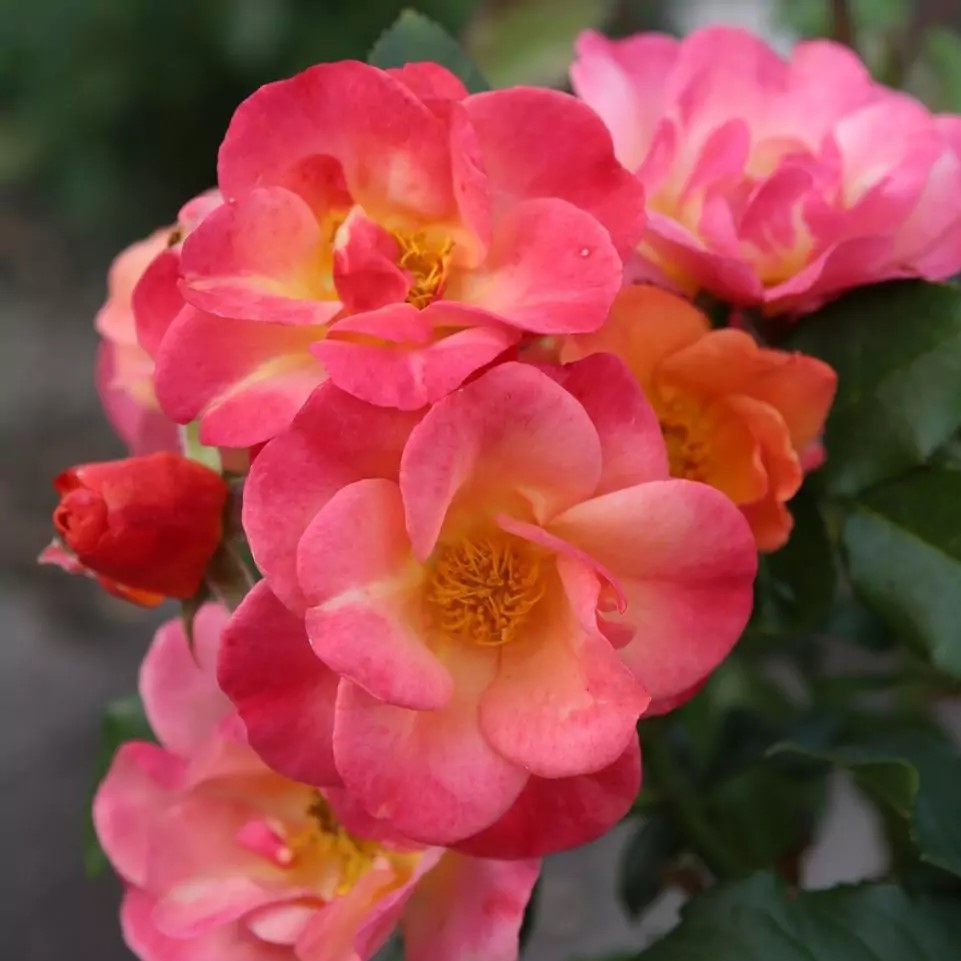 Роза флорибунда Спайси